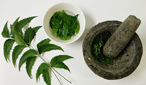 Skin, hair and health benefits of eating neem leaves on an empty stomach