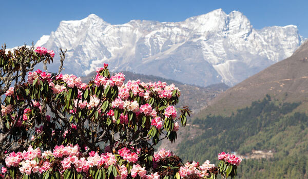 6 FLORAL VALLEYS TO VISIT IN INDIA THIS MONSOON