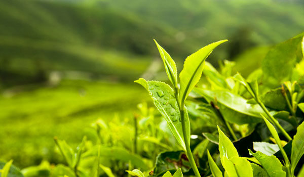 8 WAYS TO USE GREEN TEA IN YOUR BEAUTY ROUTINE