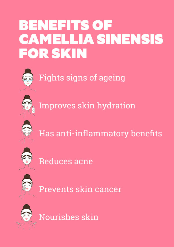 Everything you need to know about camellia sinensis benefits for skin