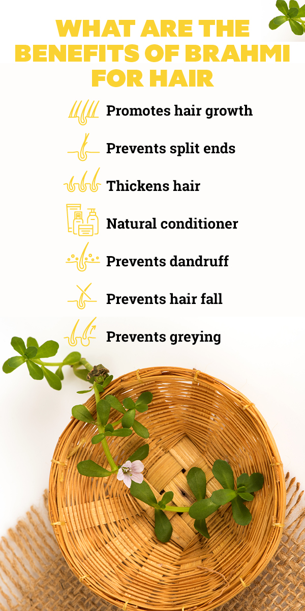 Brahmi powder outlet for hair